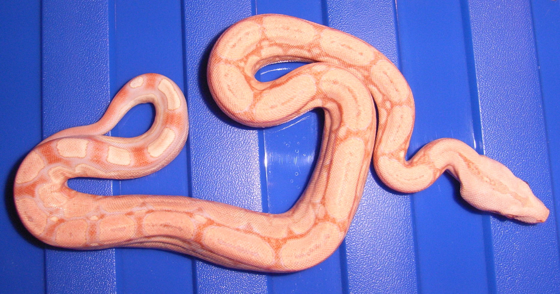 H O M E  O F  T H E  S Q U A R E T A I L S